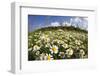 Meadow with Flowering Corn Camomile (Anthemis Arvensis) East Slovakia, Europe, June 2008-Wothe-Framed Photographic Print