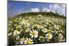 Meadow with Flowering Corn Camomile (Anthemis Arvensis) East Slovakia, Europe, June 2008-Wothe-Mounted Photographic Print