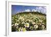 Meadow with Flowering Corn Camomile (Anthemis Arvensis) East Slovakia, Europe, June 2008-Wothe-Framed Photographic Print