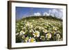 Meadow with Flowering Corn Camomile (Anthemis Arvensis) East Slovakia, Europe, June 2008-Wothe-Framed Photographic Print