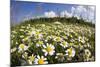 Meadow with Flowering Corn Camomile (Anthemis Arvensis) East Slovakia, Europe, June 2008-Wothe-Mounted Photographic Print