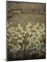 Meadow with Flowers, 1900-1903-Giuseppe Pelizza da volpedo-Mounted Giclee Print
