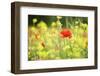 Meadow with Flowers and Poppies, Val D'Orcia, Tuscany, Italy, Europe-Markus Lange-Framed Photographic Print
