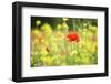 Meadow with Flowers and Poppies, Val D'Orcia, Tuscany, Italy, Europe-Markus Lange-Framed Photographic Print