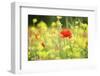 Meadow with Flowers and Poppies, Val D'Orcia, Tuscany, Italy, Europe-Markus Lange-Framed Photographic Print