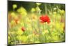 Meadow with Flowers and Poppies, Val D'Orcia, Tuscany, Italy, Europe-Markus Lange-Mounted Photographic Print