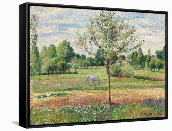 Meadow with Grey Horse, Eragny, 1893-Camille Pissarro-Framed Stretched Canvas