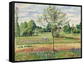 Meadow with Grey Horse, Eragny, 1893-Camille Pissarro-Framed Stretched Canvas