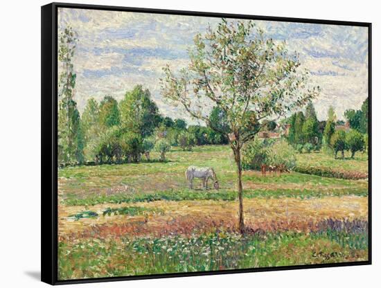 Meadow with Grey Horse, Eragny, 1893-Camille Pissarro-Framed Stretched Canvas
