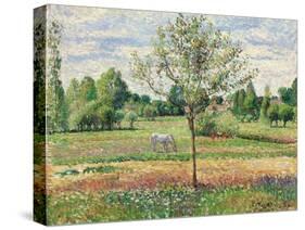 Meadow with Grey Horse, Eragny, 1893-Camille Pissarro-Stretched Canvas