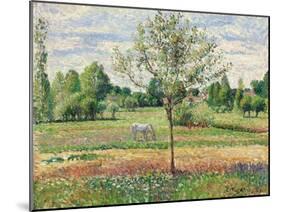 Meadow with Grey Horse, Eragny, 1893-Camille Pissarro-Mounted Giclee Print