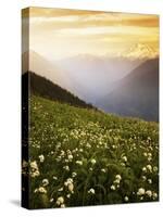 Meadow with helebore and sitka valerian on Green Mountain, Glacier Peak Wilderness, Washington, USA-Charles Gurche-Stretched Canvas