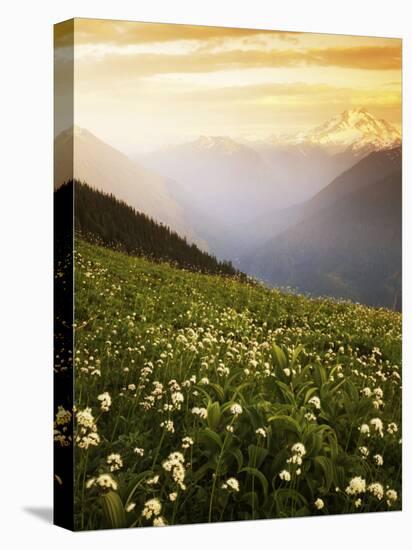 Meadow with helebore and sitka valerian on Green Mountain, Glacier Peak Wilderness, Washington, USA-Charles Gurche-Stretched Canvas