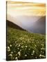 Meadow with helebore and sitka valerian on Green Mountain, Glacier Peak Wilderness, Washington, USA-Charles Gurche-Stretched Canvas