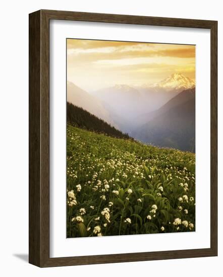Meadow with helebore and sitka valerian on Green Mountain, Glacier Peak Wilderness, Washington, USA-Charles Gurche-Framed Photographic Print