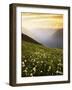 Meadow with helebore and sitka valerian on Green Mountain, Glacier Peak Wilderness, Washington, USA-Charles Gurche-Framed Photographic Print