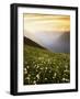 Meadow with helebore and sitka valerian on Green Mountain, Glacier Peak Wilderness, Washington, USA-Charles Gurche-Framed Photographic Print