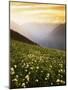 Meadow with helebore and sitka valerian on Green Mountain, Glacier Peak Wilderness, Washington, USA-Charles Gurche-Mounted Photographic Print