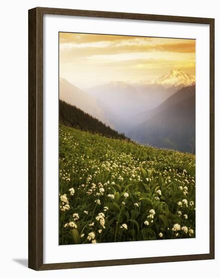 Meadow with helebore and sitka valerian on Green Mountain, Glacier Peak Wilderness, Washington, USA-Charles Gurche-Framed Photographic Print