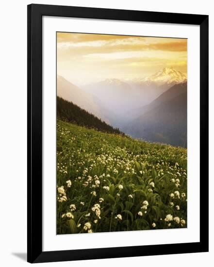 Meadow with helebore and sitka valerian on Green Mountain, Glacier Peak Wilderness, Washington, USA-Charles Gurche-Framed Photographic Print