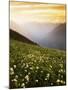 Meadow with helebore and sitka valerian on Green Mountain, Glacier Peak Wilderness, Washington, USA-Charles Gurche-Mounted Photographic Print