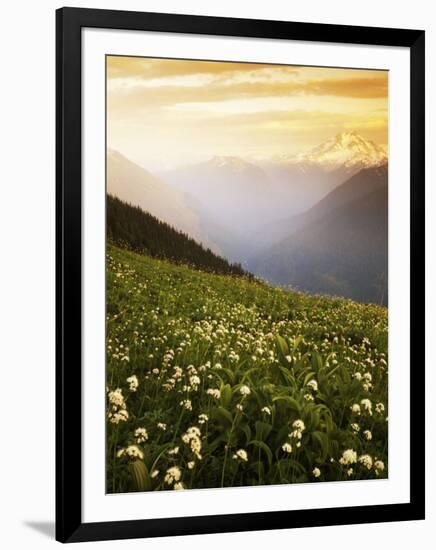 Meadow with helebore and sitka valerian on Green Mountain, Glacier Peak Wilderness, Washington, USA-Charles Gurche-Framed Photographic Print