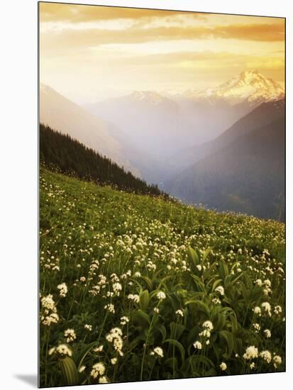 Meadow with helebore and sitka valerian on Green Mountain, Glacier Peak Wilderness, Washington, USA-Charles Gurche-Mounted Photographic Print