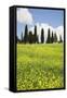 Meadow with Wildflowers and Cypresses-Markus Lange-Framed Stretched Canvas