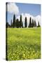 Meadow with Wildflowers and Cypresses-Markus Lange-Stretched Canvas