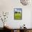 Meadow with Wildflowers and Cypresses-Markus Lange-Framed Photographic Print displayed on a wall