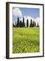 Meadow with Wildflowers and Cypresses-Markus Lange-Framed Photographic Print