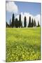 Meadow with Wildflowers and Cypresses-Markus Lange-Mounted Photographic Print