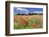 Meadow with wildflowers, near Otranto, Lecce province, Salentine Peninsula, Puglia, Italy, Europe-Markus Lange-Framed Photographic Print