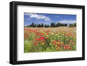 Meadow with wildflowers, near Otranto, Lecce province, Salentine Peninsula, Puglia, Italy, Europe-Markus Lange-Framed Photographic Print