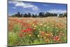 Meadow with wildflowers, near Otranto, Lecce province, Salentine Peninsula, Puglia, Italy, Europe-Markus Lange-Mounted Photographic Print