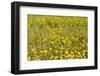 Meadow with Yellow Flowers in Summer, Rhoen Mountain Range, Hesse, Germany-Raimund Linke-Framed Photographic Print