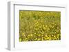 Meadow with Yellow Flowers in Summer, Rhoen Mountain Range, Hesse, Germany-Raimund Linke-Framed Photographic Print