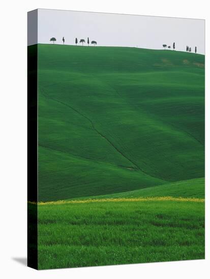 Meadows and cypresse in the Tuscany-Roland Gerth-Stretched Canvas