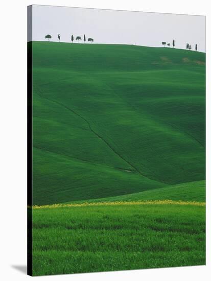 Meadows and cypresse in the Tuscany-Roland Gerth-Stretched Canvas