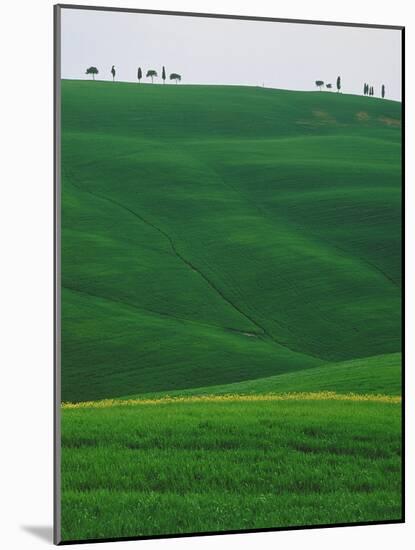 Meadows and cypresse in the Tuscany-Roland Gerth-Mounted Photographic Print