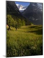 Meadows and Mountains, Grindelwald, Bern, Switzerland, Europe-Richardson Peter-Mounted Photographic Print