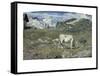 Meadows in Spring-Giovanni Segantini-Framed Stretched Canvas