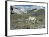 Meadows in Spring-Giovanni Segantini-Framed Stretched Canvas