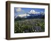 Meadows, Mt. Baker Snoqualmie National Forest, Washington, USA-Charles Gurche-Framed Photographic Print