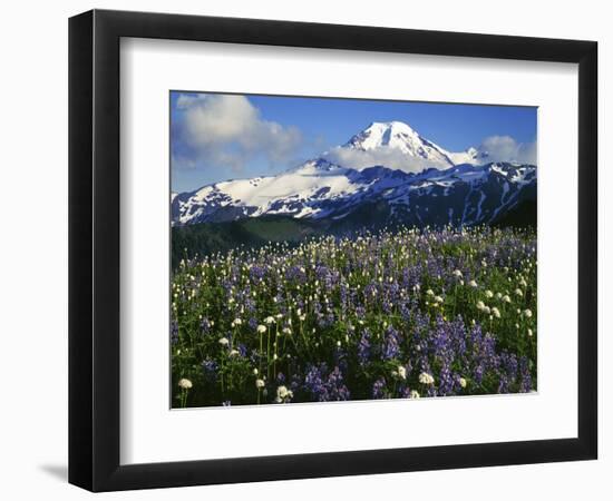 Meadows, Mt. Baker Snoqualmie National Forest, Washington, USA-Charles Gurche-Framed Photographic Print