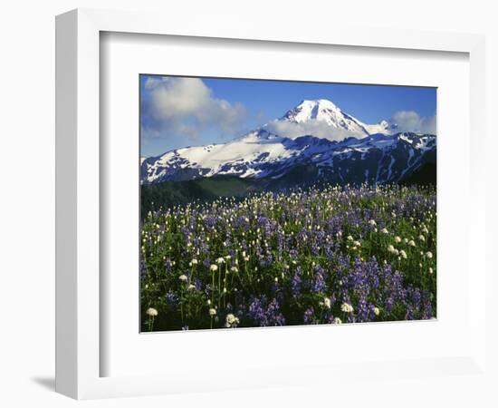 Meadows, Mt. Baker Snoqualmie National Forest, Washington, USA-Charles Gurche-Framed Photographic Print