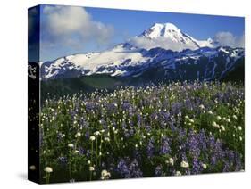 Meadows, Mt. Baker Snoqualmie National Forest, Washington, USA-Charles Gurche-Stretched Canvas