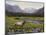 Meadows of Grand Lake, Colorado-John Zaccheo-Mounted Giclee Print