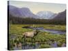 Meadows of Grand Lake, Colorado-John Zaccheo-Stretched Canvas