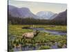 Meadows of Grand Lake, Colorado-John Zaccheo-Stretched Canvas